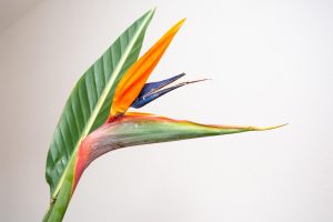 Plantele tropicale și subtropicale