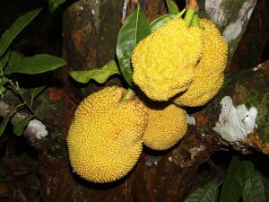 Jackfruit