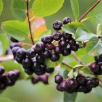 Aronia