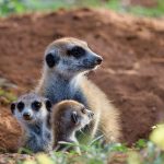 Suricata