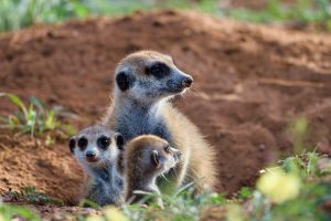 Suricata