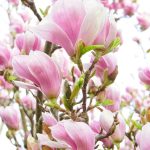 magnolie ornamentală