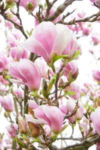 magnolie ornamentală